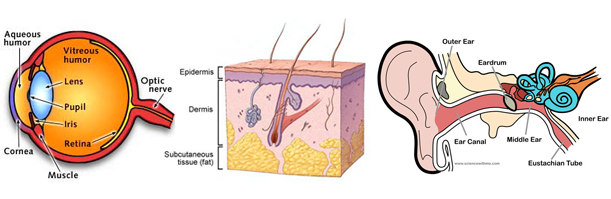 Sensory Organs