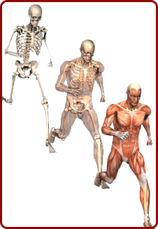 Bones Joints Muscles